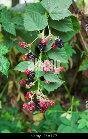 BlackBerry-Bush. Wachsenden Bio-Beeren Nahaufnahme. Reifen Brombeeren in den Obstgarten Stockfoto