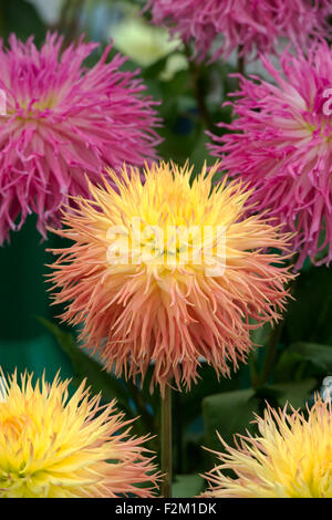 Dahlie 'Normandie Schnickschnack"bei einer Blume-Show. Gefransten mittlere Semi-Cactus-Dahlie Stockfoto