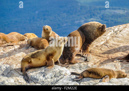 Seehunde und Seelöwen entspannend auf einem Felsen, Beagle-Kanal, Ushuaia, Argentinien Stockfoto