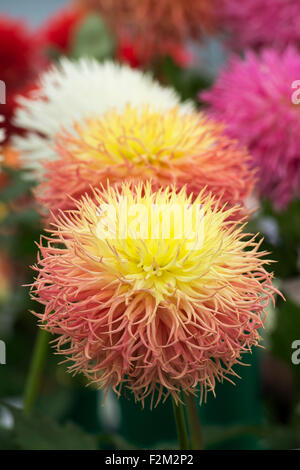 Dahlie 'Normandie Schnickschnack"bei einer Blume-Show. Gefransten mittlere Semi-Cactus-Dahlie Stockfoto