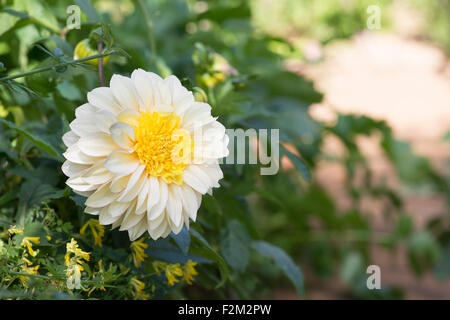 Dahlie 'Polka' Blume in einem englischen Garten. Anemone Typ Dahlia Stockfoto