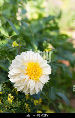 Dahlie 'Polka' Blume in einem englischen Garten. Anemone Typ Dahlia Stockfoto