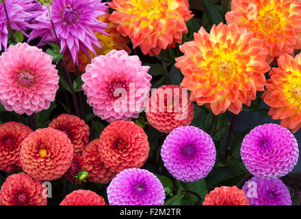 Sorten von Dahlia Blumen auf eine Blume zeigen. UK Stockfoto