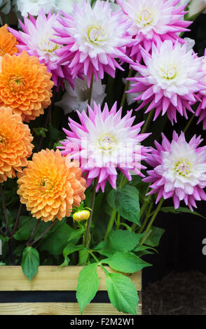 Dahlien-Blumen in einer Kiste bei einer Blume-show Stockfoto