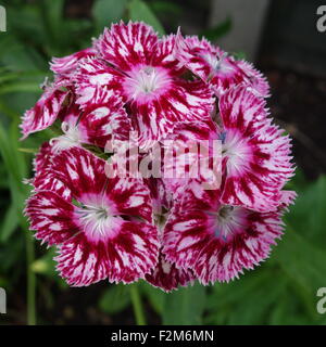 Sweet William Stockfoto