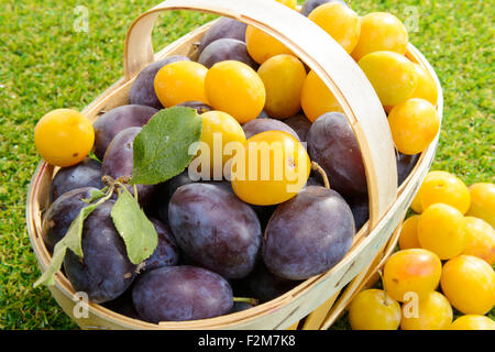 Pflaumen in einem Korb auf dem Rasen Stockfoto