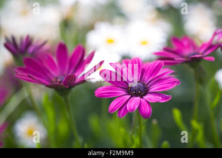 Magenta pink Osteospermum Blumen im Garten. Kap-Gänseblümchen. Herbers. Stockfoto