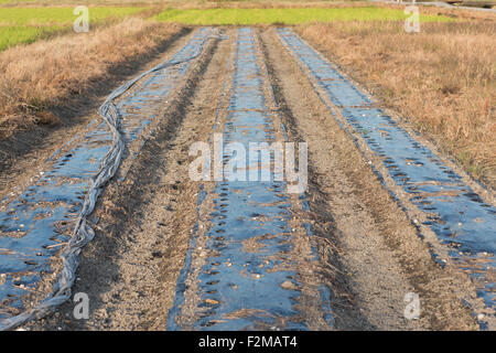 Ein neu angebaut und vorbereitete Feld mit Reihen bereit für die Bepflanzung. Stockfoto