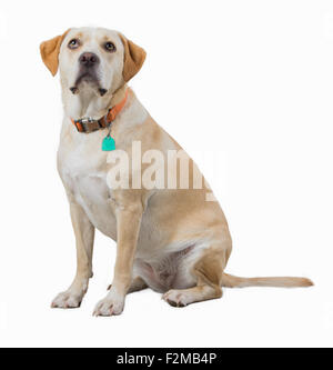 Gelber Hund isoliert auf weiss Stockfoto