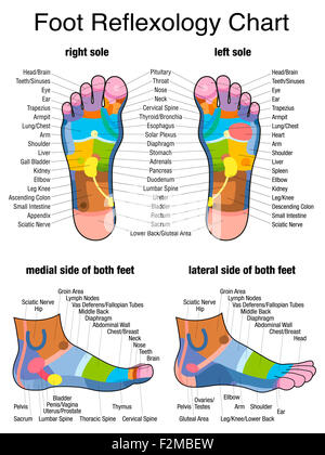Reflexzonen der Füße - Sohlen und Seitenansichten - genaue Beschreibung der entsprechenden inneren Organe und Körperteile. Stockfoto