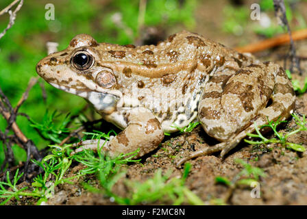 Grünen Grasfrosch (außer Perezi) in einem Teich von Valdemanco, Madrid, Spanien Stockfoto