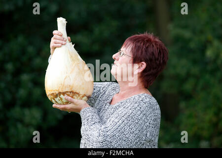 Frau B Cook mit den schwersten Zwiebeln bei der Harrogate Flower Show 18.09.2015. Das preisgekrönte Gewicht betrug 6,165 kg Stockfoto