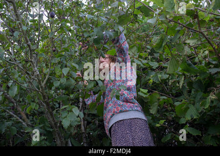 Eine Frau nimmt Pflaumen vom Baum in ihrem Garten Stockfoto