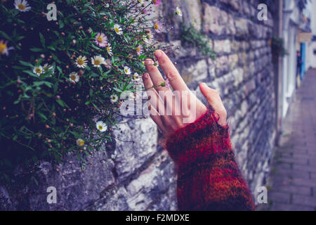 Zarte Frauenhand berühren Pflanze wächst an Wand außerhalb Stockfoto