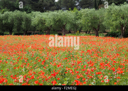 Bereich der rote Mohn. Stockfoto