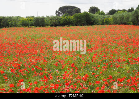 Bereich der rote Mohn. Stockfoto