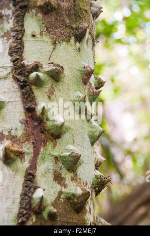 Vertikale Nahaufnahme von der Rinde eines Baumes Kalk stachelige Asche im Topes de Collantes Nationalpark in Kuba. Stockfoto