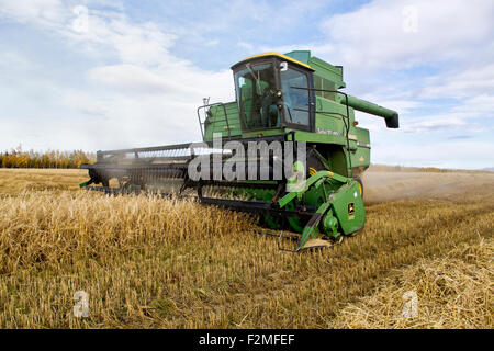 Gerstenernte "Arra" Sorte, Landwirt John Deere 7720 Betrieb kombinieren. Stockfoto