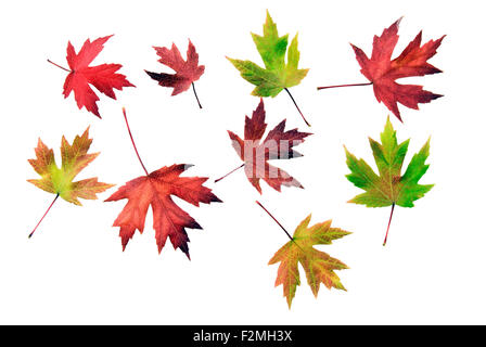 Bunte Herbstblätter zerstreut auf weißem Hintergrund Stockfoto