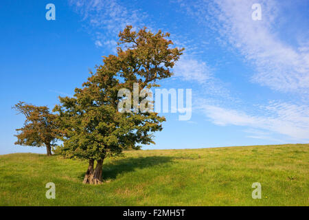 Eine frühe Herbstlandschaft mit zwei Weißdorn Bäume auf einem grasbewachsenen Hügel in den malerischen Yorkshire Wolds im September... Stockfoto