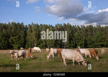 Rinder weiden Stockfoto