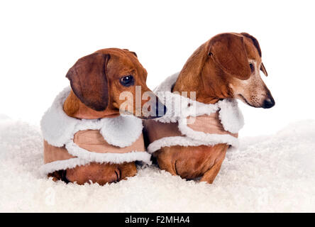 Süße kleine Hunde gekleidet In Wintermäntel schauen fasziniert Stockfoto