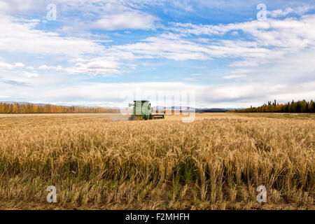 Farmer John Deere 7720 Mähdrescher ernten Reife Gerste Betrieb Feld 'Hordeum Vulgare'. Stockfoto