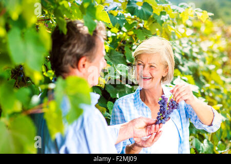 Porträt von ein älteres paar Trauben ernten Stockfoto