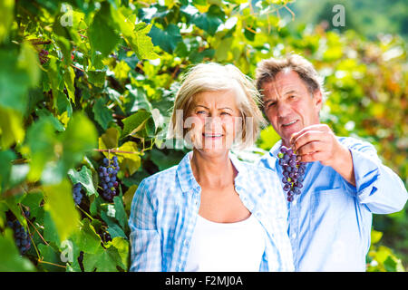 Porträt von ein älteres paar Trauben ernten Stockfoto
