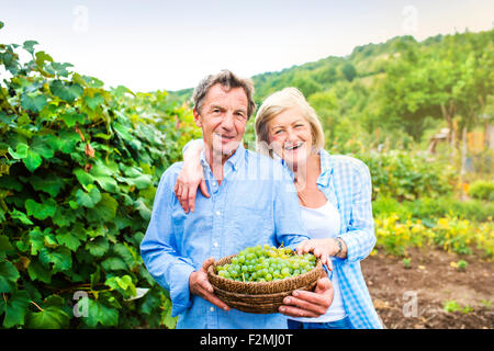 Porträt von ein älteres paar Trauben ernten Stockfoto