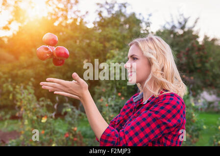 Schöne junge Frau im roten t-Shirt Äpfel ernten Stockfoto