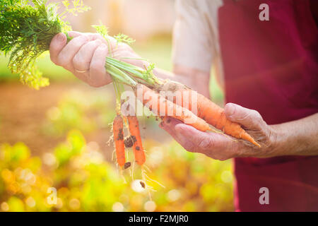 Nicht erkennbare senior Frau in ihrem Garten Karotten zu ernten Stockfoto