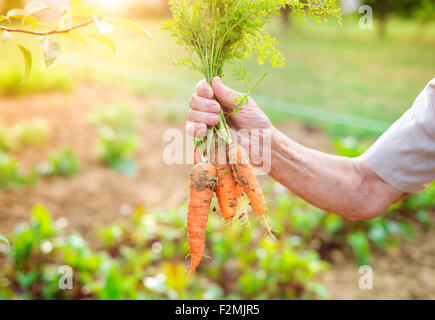 Nicht erkennbare senior Frau in ihrem Garten Karotten zu ernten Stockfoto