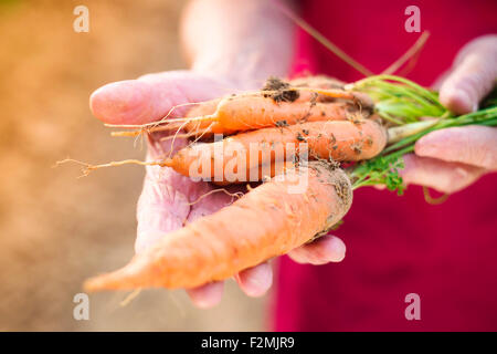 Nicht erkennbare senior Frau in ihrem Garten Karotten zu ernten Stockfoto