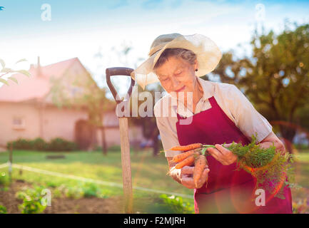 Ältere Frau in ihrem Garten Karotten zu ernten Stockfoto