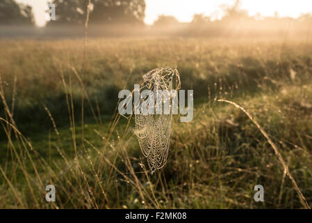 Spinnennetz bedeckt in Tau im Morgenlicht Stockfoto