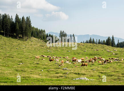 Kühe fressen Rasen, auf einem Berg. Stockfoto