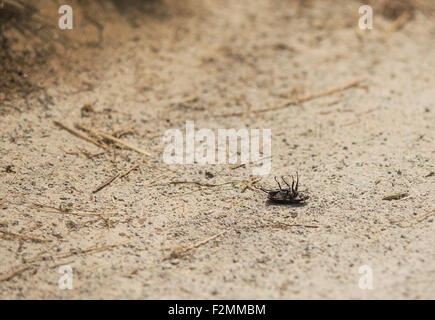 Tot-Bug, Verlegung auf seinem Rücken, sein Leben zu beenden. Stockfoto