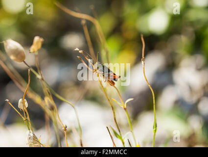 Kleine Grashüpfer ruht auf einer Pflanze. Stockfoto