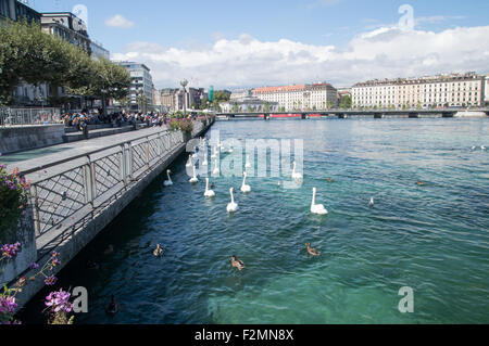 Schwäne auf dem Genfer See der Schweiz. Stockfoto