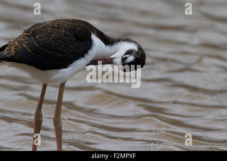 Schwarzhals-Stelzenläufer (Himantopus Mexicanus) juvenile putzen am Kealia Küste Feuchtgebiet bewahren, Kihei, Maui, Hawaii im August Stockfoto