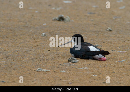 Schwarzhals-Stelzenläufer (Himantopus Mexicanus) ruhen im Wattenmeer bei Kealia Küste Feuchtgebiet bewahren, Kihei, Maui, Hawaii im August Stockfoto