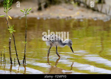 Schwarzhals-Stelzenläufer (Himantopus Mexicanus) Küken im seichten Wasser am Kealia Küste Feuchtgebiet bewahren, Kihei, Maui, Hawaii im August Stockfoto