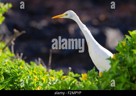 Kuhreiher (Bubulcus Ibis) auf der Suche nach Nahrung in Hecke mit Blick auf den Ozean in Kihei, Maui, Hawaii, USA im Juli Stockfoto