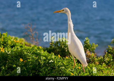 Kuhreiher (Bubulcus Ibis) auf der Suche nach Nahrung in Hecke mit Blick auf den Ozean in Kihei, Maui, Hawaii, USA im Juli Stockfoto