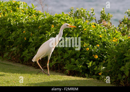 Kuhreiher (Bubulcus Ibis) auf der Suche nach Nahrung in Hecke mit Blick auf den Ozean in Kihei, Maui, Hawaii, USA im Juli Stockfoto