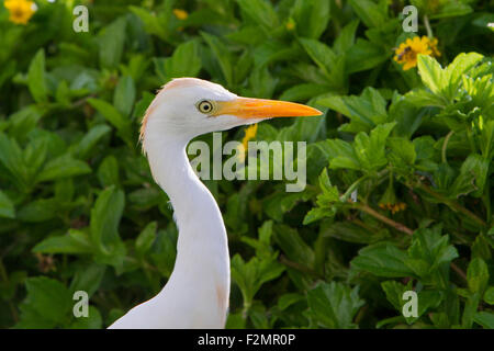 Kuhreiher (Bubulcus Ibis) auf der Suche nach Nahrung in Hecke mit Blick auf den Ozean in Kihei, Maui, Hawaii, USA im Juli Stockfoto