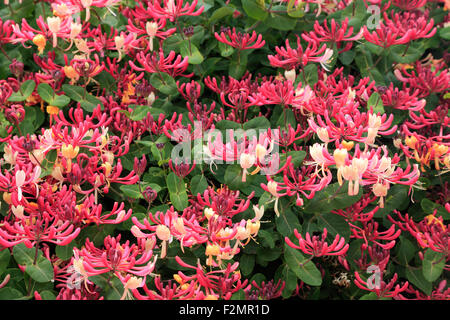 Lonicera Periclymenum Serotina, Geißblatt Blume, Geißblätter Blumen Stockfoto