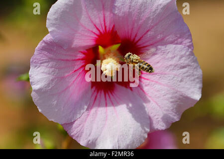 Bee Pollen fliegen vor eine Blume voller Stockfoto