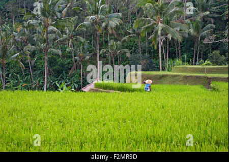 Four Seasons Bali at Sayan Stockfoto